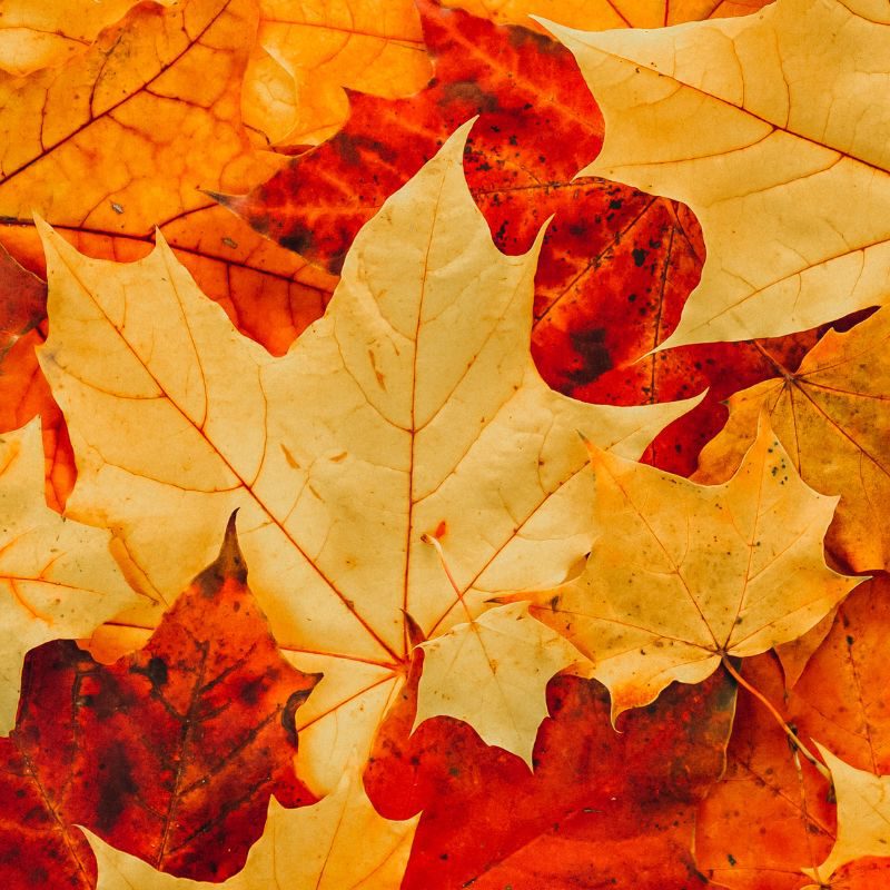 herfstvakantie ijmond